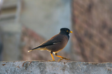 Beautiful close up of a common myna bird with blurred background and selective focus . Mynah portrait. close up image o starling.