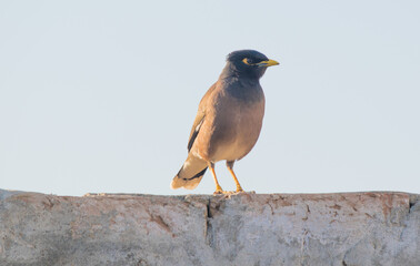 Beautiful close up of a common myna bird with blurred background and selective focus . Mynah portrait. close up image o starling.
