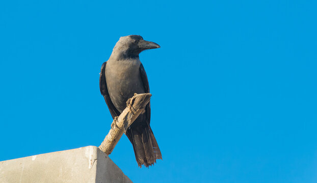 A domestic crow sitting on a wall with blurred blue background and selective focus.