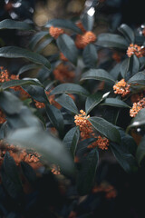 Beautiful flowers of Japan's four seasons