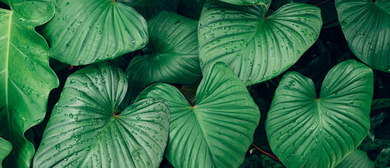 closeup nature view of tropical leaves background, dark nature concept	