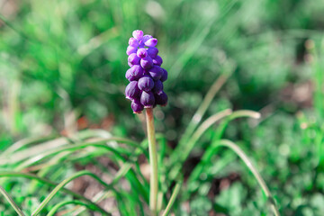 Colorful spring growing flower . Grape Hyacinth . One flower at green background