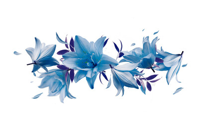 Border of flying blue lily flowers and petals, isolated