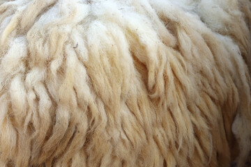 Sheep Wool. Close up of raw sheep wool in natural color mess and dirty of sheep wool on body not cutting.