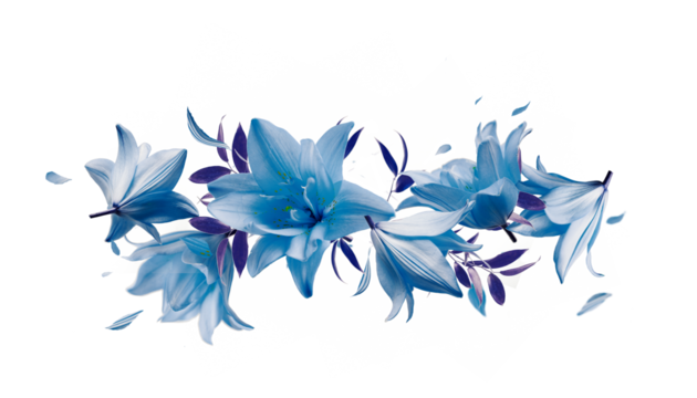 Border of flying blue lily flowers and petals, isolated