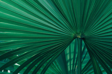 abstract green palm leaf texture, nature background, tropical leaf