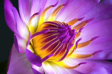 close up purple lotus flower.