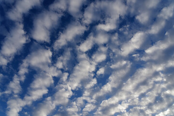 Sheep clouds, interesting fleecy clouds against blue sky. Beautiful light mood.