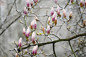 Magnolia buds with snow
