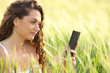 Woman in a wheat field checking phone