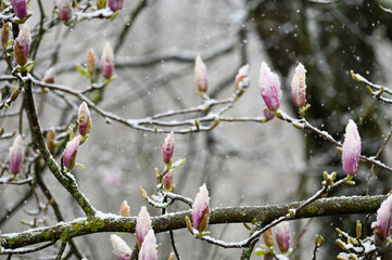 Magnolia buds with snow