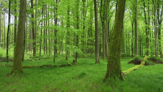 Vital green forest in spring. Bavaria, Germany