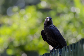 Eurasian Jackdaw (Corvus monedula) perched on a wooden fence, looking curiously at the camera, against a beautiful sunny blurred bokeh lights from a tree. The western jackdaw (Coloeus monedula)