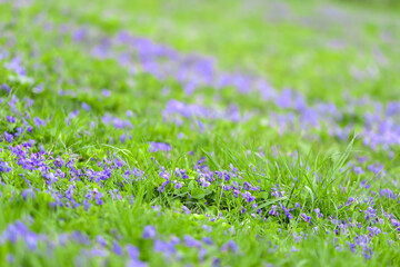 Common violets (Viola Odorata) flowers in bloom in the garden close up. Selective focus and macro detail of a beautiful purple spring flower. Spring concept