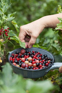 Johannisbeeren Pfl&uuml;cken im Garten 