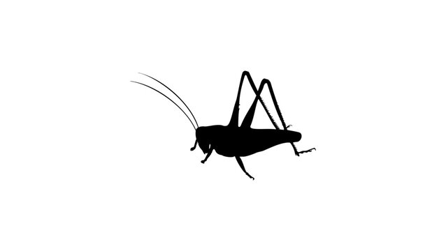 grasshopper silhouette
