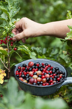Rote Johannisbeeren Pfl&uuml;cken