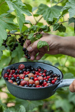 Beeren Pfl&uuml;cken