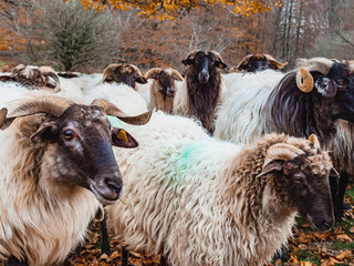 Group of sheep near the camera