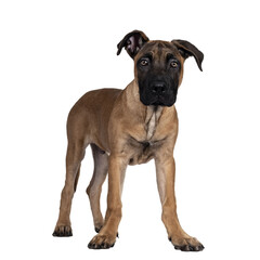 Obraz premium Handsome Boerboel / Malinois crossbreed dog, standing side ways. Head up, looking ahead with mesmerizing light eyes. Isolated cutout on transparent background.