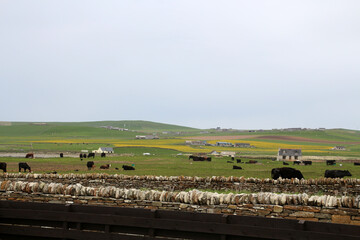 Obraz premium Cows on a farm in the Orkney Islands, Scotland