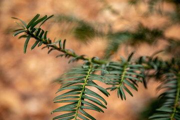 branches of a pine