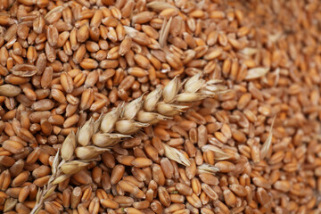 Many wheat grains and spikelet as background