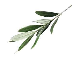 Olive twig with fresh green leaves on white background