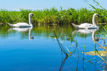 Two swans float peacefully in a ditch in a Dutch polder