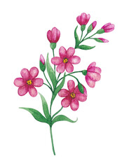 Twig with flowers isolated on a white background. Watercolor illustration.