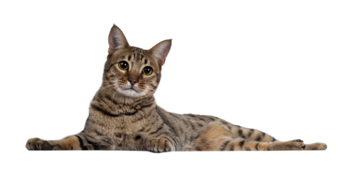 Beautiful golden brown spotted young adult cat, laying down side ways. Looking beside camera with big eyes. Isolated cutout on trabsparent background.