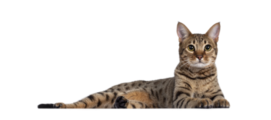 Beautiful golden brown spotted young adult cat, laying down side ways. Looking beside camera with big eyes. Isolated cutout on trabsparent background.