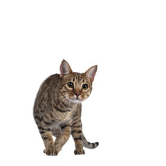 Young golden brown spotted cat on tranparent background