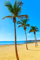 Obraz premium Tropical sandy beach with palms . Summertime vacation destination 