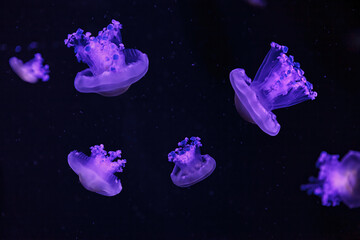 Obraz na płótnie Canvas macro shooting under water mediterranean jellyfish