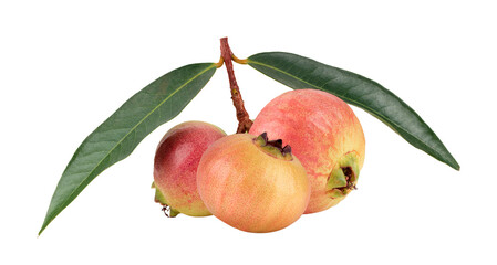 Syzygium jambos or rose apple isolated on  transparent png