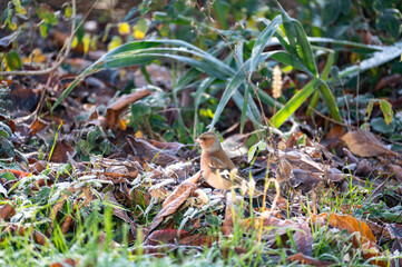 Chaffinch in the grass