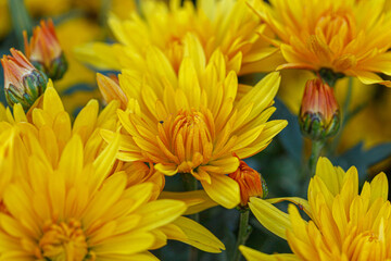 beautiful bushes of yellow chrysanthemum flowers
