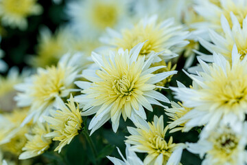 beautiful bushes of yellow chrysanthemum flowers