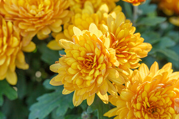 beautiful bushes of yellow chrysanthemum flowers
