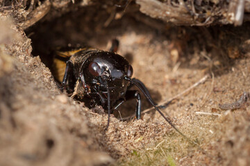 cricket looks out of its mink in dry sand