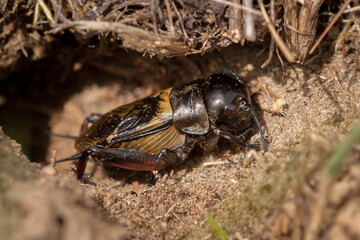 cross-section of cricket's den
