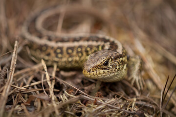 lizard on the grass