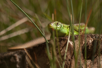 green lizard in the grass, sand lizard male, lacerta agilis