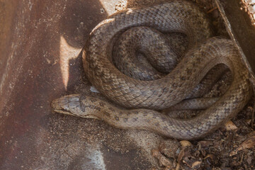 smooth snake (Coronella austriaca) on the ground