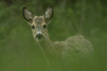 Naklejka na ściany i meble young roe deer in the forest