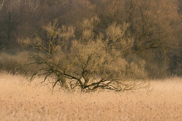 lonely willow tree in the reed