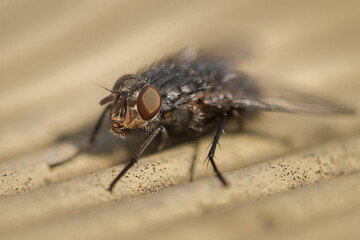 close up of a fly