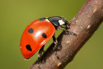 ladybug on a stick