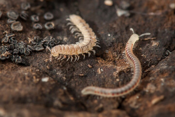 two myriapods on decaying wood